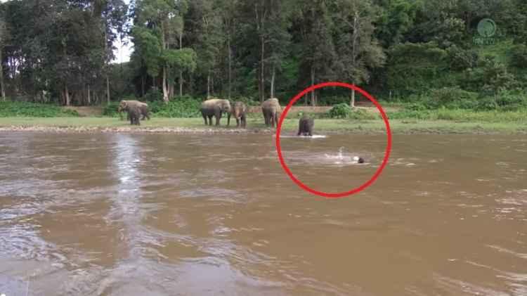 YouTube/elephantnews/Reprodução YouTube/elephantnews/Reprodução