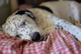 De acordo com estudo feito nos Estados Unidos, os cachorros tambm passam pela fase do sono conhecida como REM(foto: Pixabay)