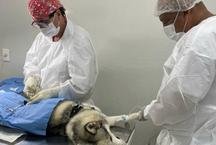 Agendamento de castrao em BH passa a ser feito pelo gov.br