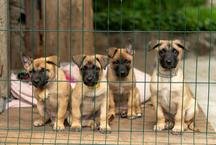 Lei pode encerrar d�cadas de venda de animais no Mercado Central de BH