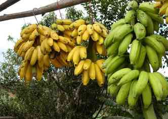 As bananas verdes, segundo os nutricionistas, so recomendadas para quem tem diabetes, enquanto as maduras so mais fceis de serem digeridas(foto: Pixabay)