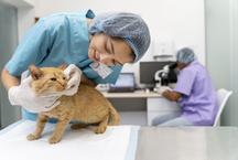 Saiba como agendar castrao gratuita de ces e gatos em BH