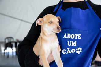 BH Shopping realiza feira de adoo de ces e gatos neste fim de semana