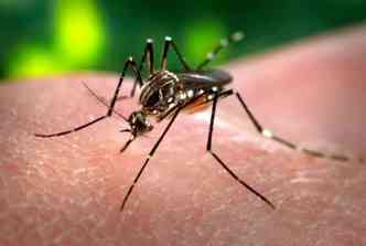 O mosquito Aedes aegypti tambm  o transmissor da febre causada pelo vrus zika(foto: Wikimedia/Reproduo)