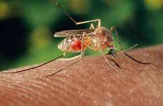 O mosquito Culex, tambm conhecido como pernilongo, est sendo estudado pela Fiocruz para saber se  transmissor do zika vrus(foto: Tomdiazgunsandgangs.com/Reproduo)