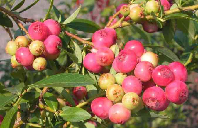 De acordo com o pesquisador belga Yvan Larondelle, o mirtilo rosa  rico em piceatannol, composto antioxidante e anti-inflamatrio(foto: Pixabay)