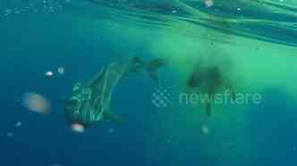 A cena inusitada de um tubaro tigre comendo um boi em pleno oceano est causando discusso na internet(foto: Newsflare/ben976/Reproduo)