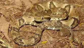 Segundo o Ministrio da Sade, das 30 mil picadas de serpentes que ocorrem todo ano no Brasil, 80% delas so causadas pela jararaca(foto: Ocponline.com.br/Reproduo)