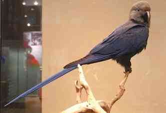 Entre as oito espcies de aves que foram extintas pela ao humana no sculo XXI est a ararinha-azul, tpica do Brasil. Ela foi vista pela ltima vez no ano 2000(foto: Wikimedia/Daderot/Reproduo)