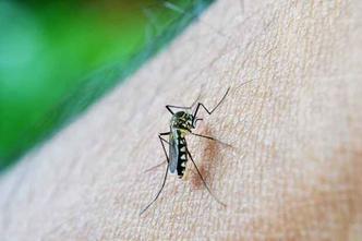 Pois é, os mosquitos, segundo um biólogo, não servem para 'nada' mesmo - além de nos picar, claro(foto: Pixabay) Pois é, os mosquitos, segundo um biólogo, não servem para 'nada' mesmo - além de nos picar, claro(foto: Pixabay)