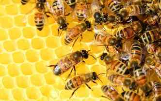 Por ter a funo de polinizar, a abelha  essencial para a humanidade. Sem ela, no teramos as frutas, legumes e verduras (foto: Pixabay)