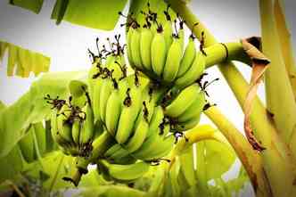 Fruta preferida dos brasileiros, banana deixou de se ser uma 