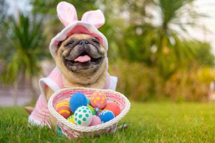 Briarwoodanimalhospital.com/Reprodução Briarwoodanimalhospital.com/Reprodução