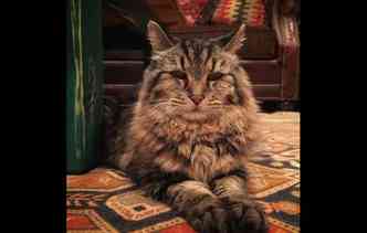 Com essa cara, ningum fala que Corduroy  o gato mais velho do mundo, segundo o Guinness Book, com mais de 26 anos de vida(foto: Instagram/oldestlivingcat/Reproduo)