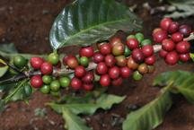 Exportaes do agro mineiro mantm crescimento e alcanam US$ 12,8 bilhes