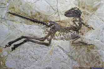 Fssil descoberto recentemente na China mostra que os parentes do velociraptor possuam penas e asas(foto: Theregister.co.uk/Reproduo)