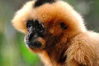 O protozorio Plasmodium simium, que causa a malria nos macacos, tambm pode afetar os humanos, segundo estudo da Fiocruz(foto: Pexels)