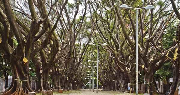 João Carlos Martins João Carlos Martins