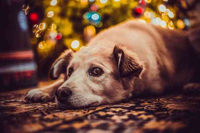 Para evitar que os ces fiquem focados nos alimentos da mesa de Natal,  importante aliment-los corretamente antes que a festa comece, recomenda a veterinria Prhiscylla Pires(foto: Pixabay)
