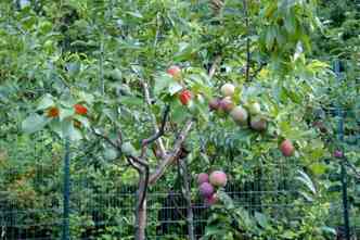 A rvore de Sam Van Aken produz mais de 40 frutas que tenham caroo, como pssegos, ameixas e nectarinas(foto: Treeof40fruit.com/Reproduo)