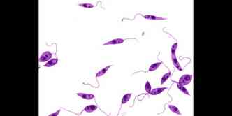A leishmaniose  causada por protozorios flagelados do gnero Leishmania e afeta tanto cachorros quanto seres humanos(foto: Clinicaveterinariaestepona.es/Reproduo)
