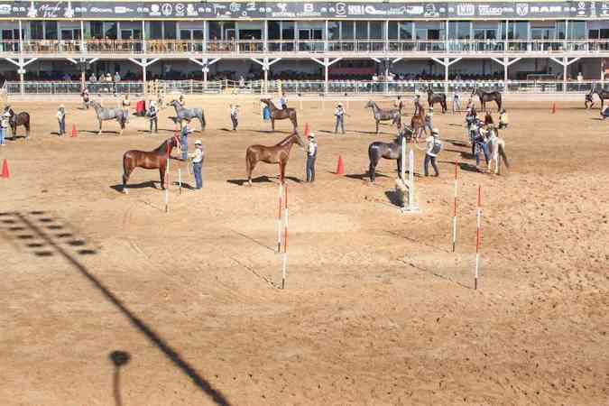 Competies esportivas e seletivas no Parque da Gameleira: a 41 Exposio foi um sucesso de pblico e reuniu mais de 1.400 animais(foto: Pdua de Carvalho/Encontro)