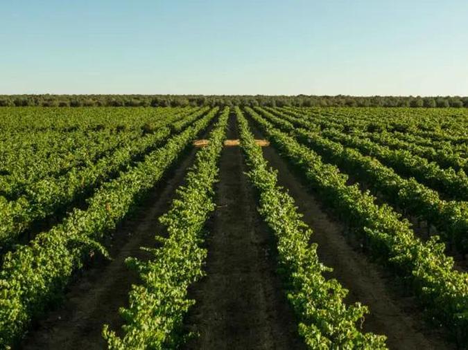 A primeira unidade mineira terá 14 hectares de plantações de videiras e de olivais(foto: Divulgação) A primeira unidade mineira terá 14 hectares de plantações de videiras e de olivais(foto: Divulgação)
