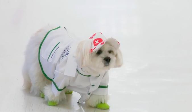 O cãozinho Dexter leva a alegria e esperança a pacientes no Hospital Vera Cruz(foto: Divulgação) O cãozinho Dexter leva a alegria e esperança a pacientes no Hospital Vera Cruz(foto: Divulgação)
