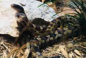 Uma cobra-do-milho de duas cabeas  a nova atrao de um zoolgico do Texas, nos Estados Unidos(foto: Facebook/cameronparkzoo/Reproduo)