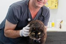 Calor extremo: como proteger c�es e gatos no ver�o