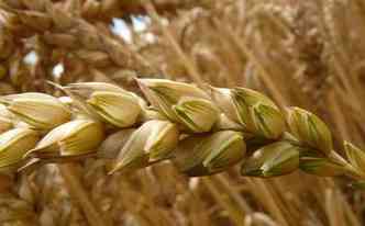O trigo  uma das principais fontes de glten, e deve ser evitado por pessoas intolerantes, incluindo as crianas que sofrem com o problema(foto: Pixabay)