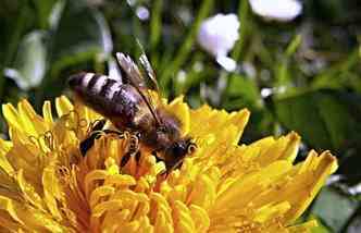Segundo o Ministrio da Sade, em 2016 foram quase 12 mil casos de picadas de abelha no Brasil, com 25 mortes(foto: Pixabay)