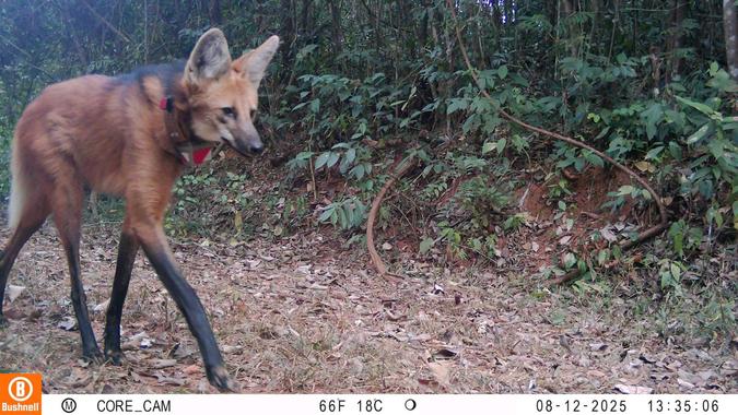 Lobo-guará registrado na RPPN Santuário do Caraça (foto: Divulgação/Santuário do Caraça) Lobo-guará registrado na RPPN Santuário do Caraça (foto: Divulgação/Santuário do Caraça)