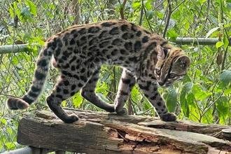 Nova esp�cie de felino � identificada em florestas da Bol�via