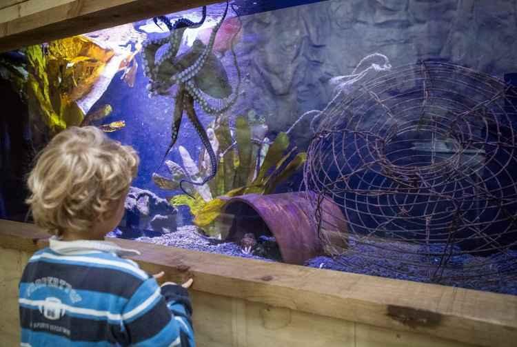 Facebook/NationalAquariumNZ/Reprodução Facebook/NationalAquariumNZ/Reprodução