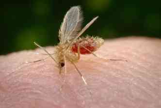 O mosquito-palha (flebtomo)  o vetor de transmisso da leishmaniose, que vem registrando um grande nmero de casos em Belo Horizonte(foto: Wikimedia/James Gathany/CDC/Reproduo)