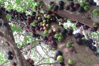 Jabuticaba contribui para controle do apetite e a cognio, aponta estudo