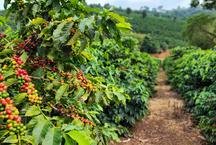 Caf� mineiro impulsiona produ��o nacional e projeta safra recorde em 2026