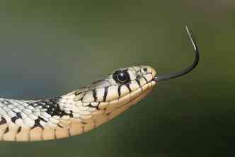 A jiboia  uma espcie de cobra comum no Brasil, e no  peonhenta(foto: Pixabay)