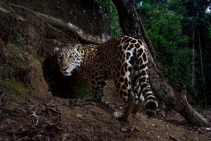 Imagem da onça-pintada é uma das 25 melhores fotografias de 2025 para a National Geographic(foto: Fernando Faciole / National Geographic ) Imagem da onça-pintada é uma das 25 melhores fotografias de 2025 para a National Geographic(foto: Fernando Faciole / National Geographic )