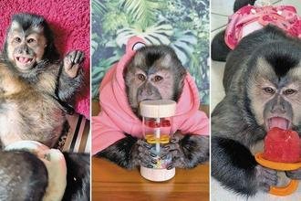 Conhe�a Ol�via, a macaquinha de BH que tem conquistado as redes sociais