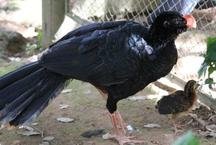 Zool�gico de Belo Horizonte reproduz esp�cie extinta na natureza