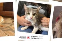 Agosto Caramelo refora combate ao abandono e maus-tratos de animais