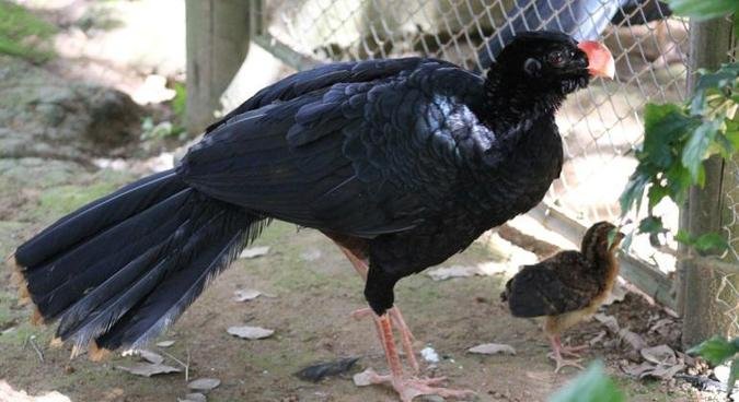 O mutum-de-alagoas (Pauxi mitu) � uma ave de grande porte, nativa da Mata Atl�ntica nordestina(foto: Suziane Brugnara)