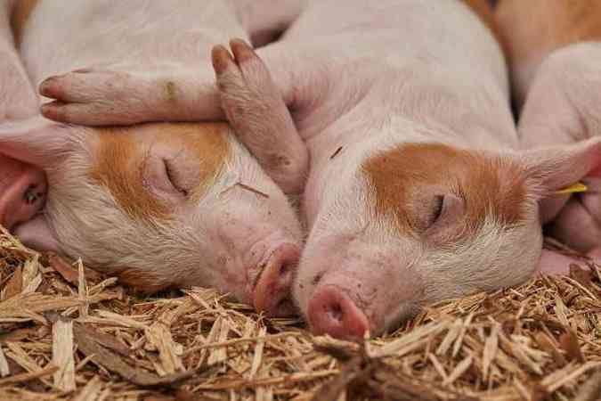 Donos de mini porcos devem ter cuidado redobrado com a alimentao dos bichinhos(foto: Pixabay)
