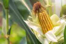 Cultura de milho tem grande desempenho, graças ao clima