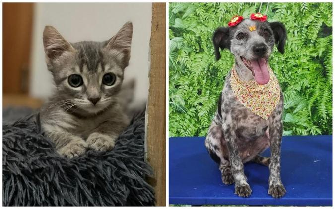 Feira acontece de 10h30 às 17h, na Cobasi da Avenida Nossa Senhora do Carmo, na Savassi.(foto: Sociedade Mineira Protetora dos Animais/Divulgação) Feira acontece de 10h30 às 17h, na Cobasi da Avenida Nossa Senhora do Carmo, na Savassi.(foto: Sociedade Mineira Protetora dos Animais/Divulgação)