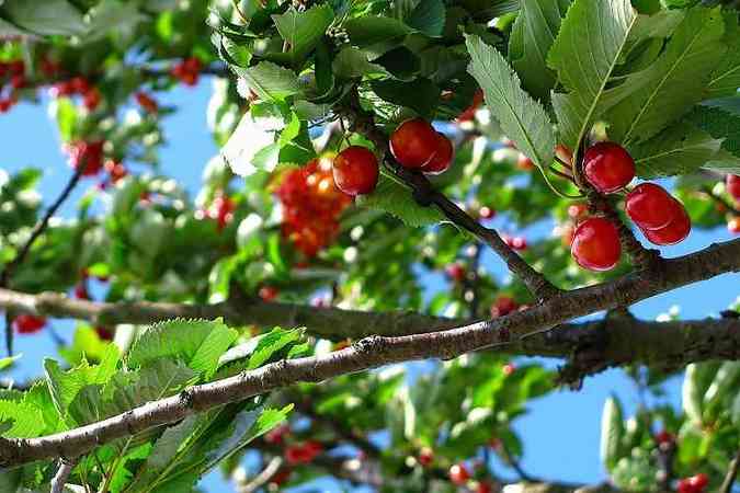 A cereja  um dos alimentos ricos em rutina, flavonoide capaz de tratar sintomas da picada da jararaca(foto: Pexels)