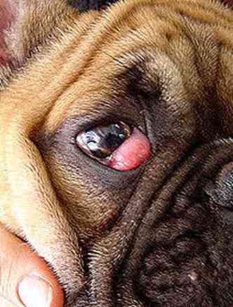 O 'olho de cereja' faz com que a glndula responsvel pela produo de lgrima extrapole o olho do co(foto: Skonbull.blogspot.com/Reproduo)