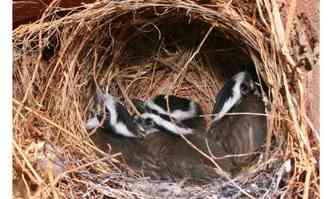 O bem-te-vi constri o ninho em forma de crculo e pode chocar at quatro filhotes(foto: Wikimedia/Reproduo)